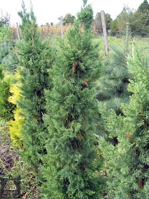  Kleka Juniperus chinensis 'Iowa'